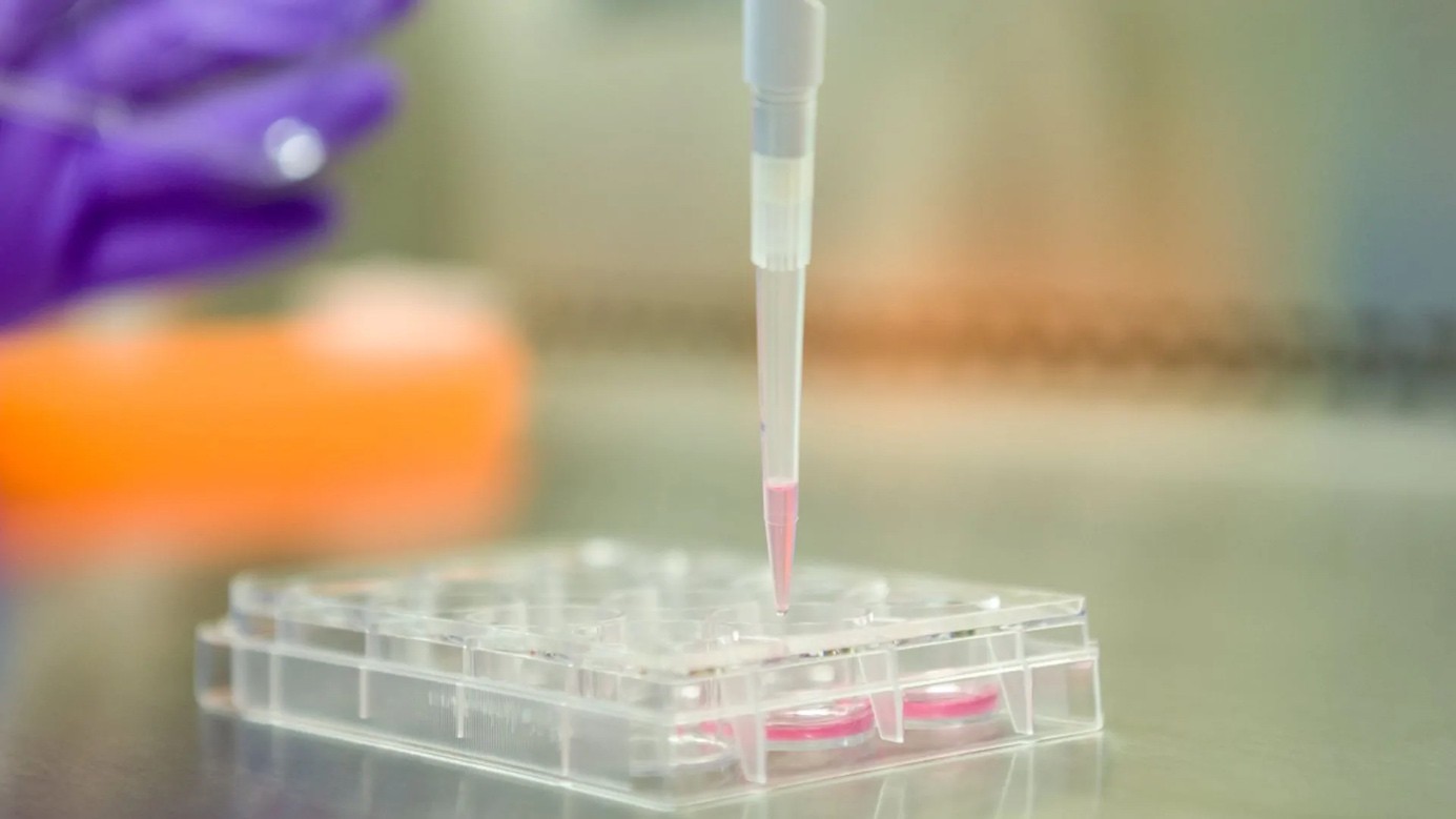 Pipeta laboratoryjna nad próbką biologiczną